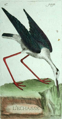 échasse blanche gravure - blanche,