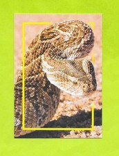 Carte incroyable animaux du