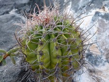 Melocactus curvispinus ssp loboguerreroi | Turk's cap cactus - Cactus tête de Tu