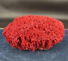 Corail naturel rouge déco mer