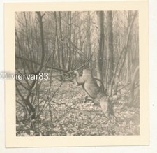 Vintage photo - dog playing with tree branch in woods