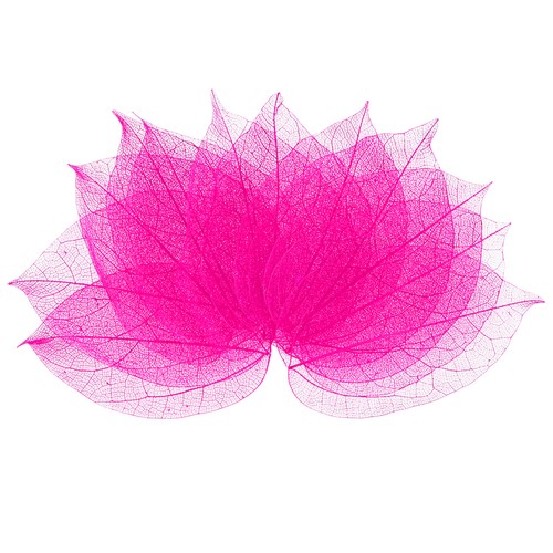 Feuilles squelette caoutchouc