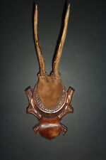 ancien massacre trophée de chasse chevreuil taxidermie cadre en bois sculpté