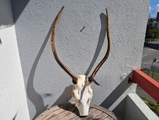 Massacre de cerf élaphe ; Cervus elaphus ( daguet ) #0209