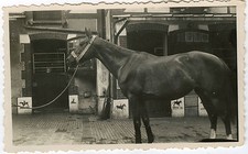 PHOTO ANCIENNE -CHEVAL ÉCURIE PADDOCK COURSE -HORSE STABLE RACE-Vintage Snapshot