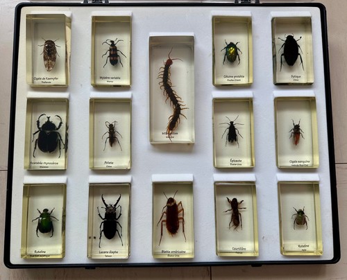 Coffret présentoir insectes - coffret,