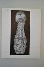 PLANCHE D'ANATOMIE HUMAINE