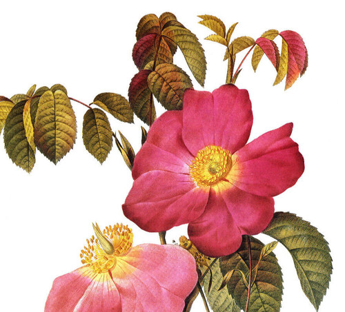 1990 Vintage Print Rose Flower