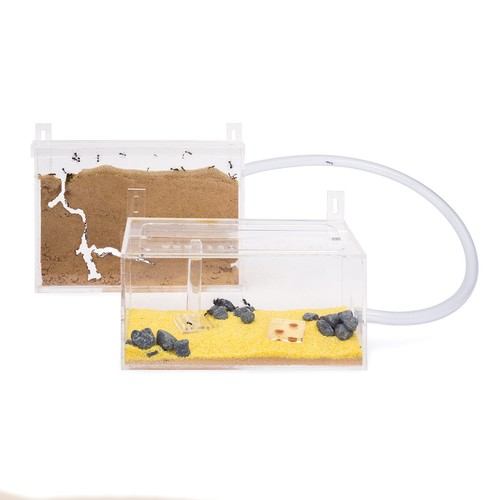 Fourmilière kit mur sable - fourmilière,