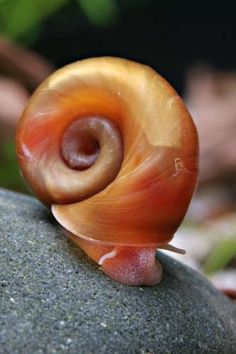 Mix escargots planorbe - mix,