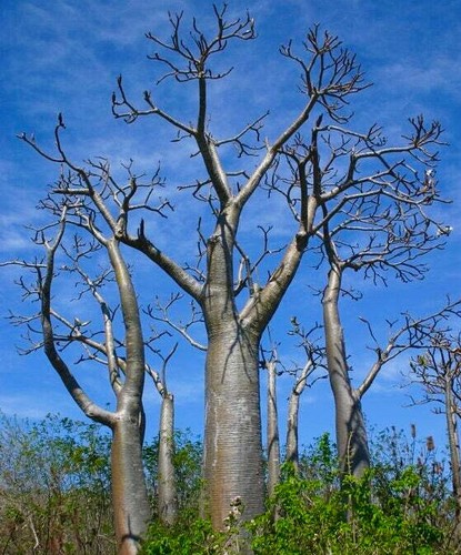Pachypodium rutenbergianum