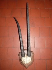 TROPHÉE ANTILOPE AFRICAINE