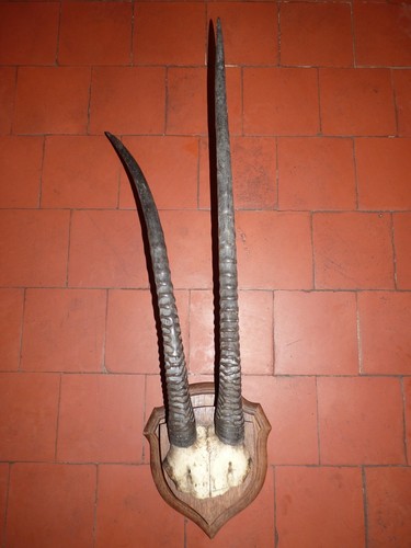 Trophée antilope africaine - trophÉe,