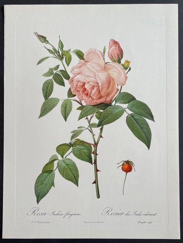 Botanique rosier des - rosier, indes