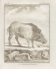 Sanglier African Sauvage au