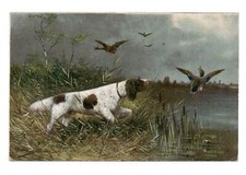 Chien de chasse . Canards