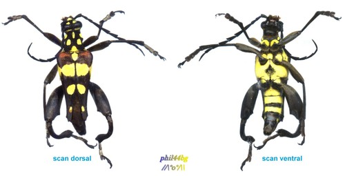 Cerambycidae sagridola - -,