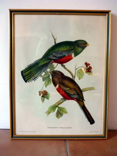 Gravure ancienne oiseaux - ancienne,