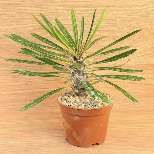 Laitrei pachypodium pot - pachypodium,,