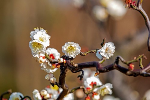 Flowering ume prunus mume - ，prunus,