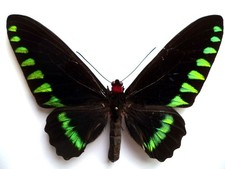 ENTOMOLOGIE PAPILLON "non