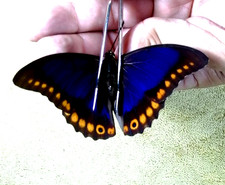 ENTOMOLOGIE- papillon
