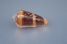 49 - Sea shells -Conus