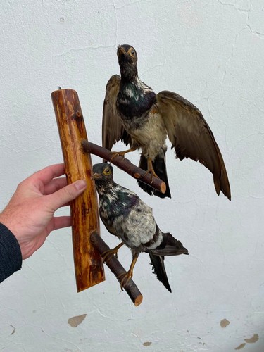 Paire oiseaux à - paire, d’oiseaux