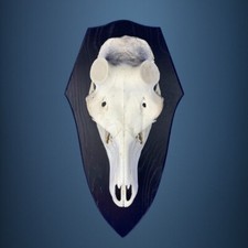 451SKU Crane de cerf, bois de