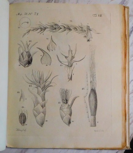 Johannes hedwig fundamentum - johannes,
