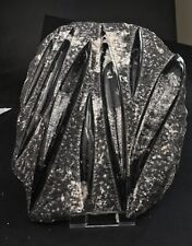 Plaque avec des fossiles Orthoceras 4kg