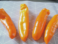 25 graines De Poivron Corne de