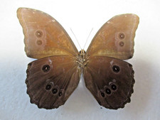 Entomologie Morphinae Morpho menelaus menelaus Aberrant  Mâle Guyana