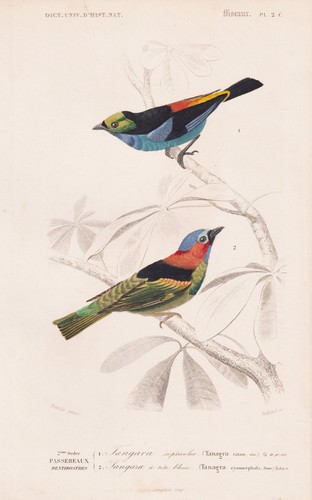 Tangara cyanocephala oiseau - tangara,