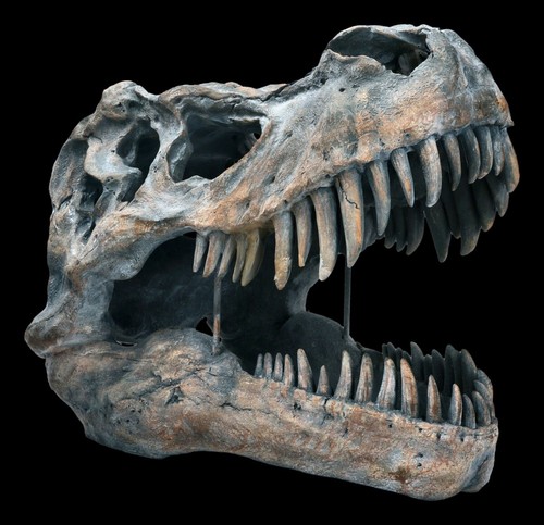 Crâne tyrannosaure rex - crâne,