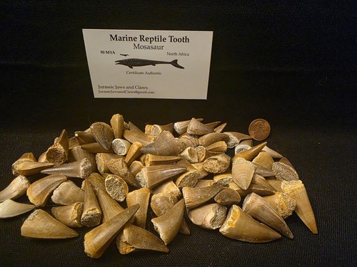 Small genuine mosasaur tooth - small,