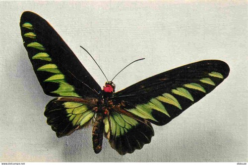 Carte postale animaux - carte,