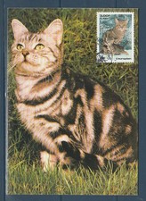 carte  1er jour   nature   chat   l' Européen    69 Brignais    1999
