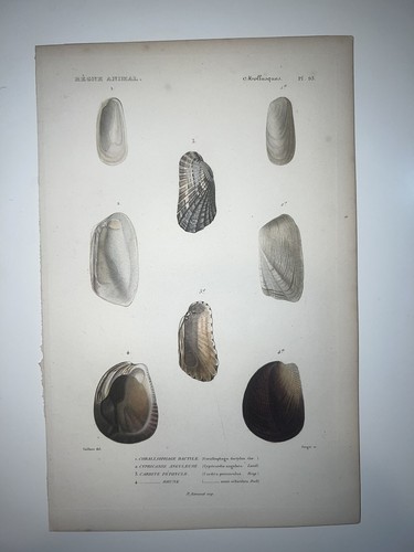 1836 regne animal hand - regne,