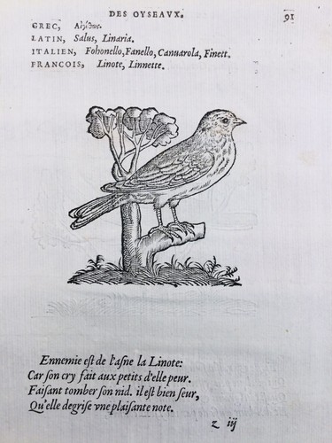Linotte bouvreuil pivoine - pivoine, 1557