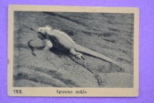 image CHOCOLAT KEMMEL Arista - 153 IGUANE mâle