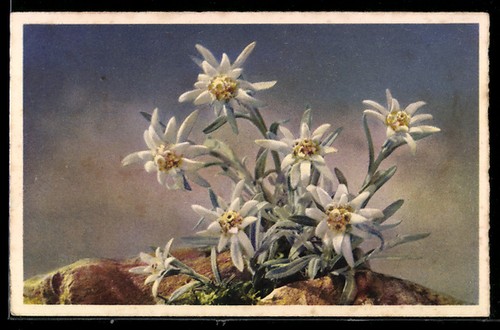 Edelweiss fleuri sur - , un