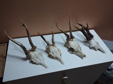 4 TROPHEES MASSACRES