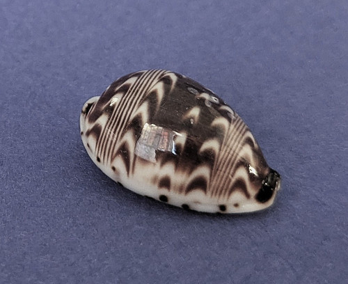 Cypraea diluculum mm gem - diluculum, 21,3