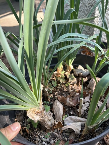 Lot plants de boophone - lot, 15