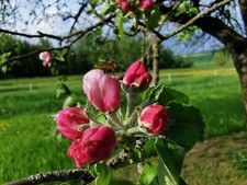 Pommier greffé - Api rouge