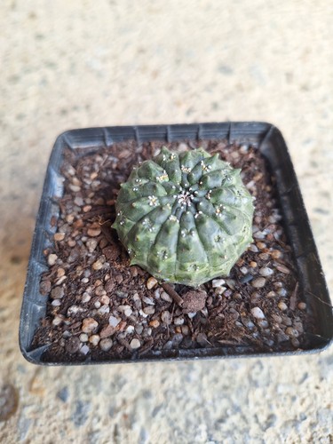 Euphorbia gymnocalycioides own - euphorbia,