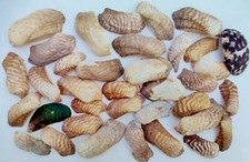 Lot 400 Grs COQUILLAGES EXOTIQUES Plages du MONDE Corail AQUARIUM MER