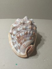 Cassis Rufa Coquillage