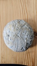 FOSSILE oursin coquillage poids 138 Grammes